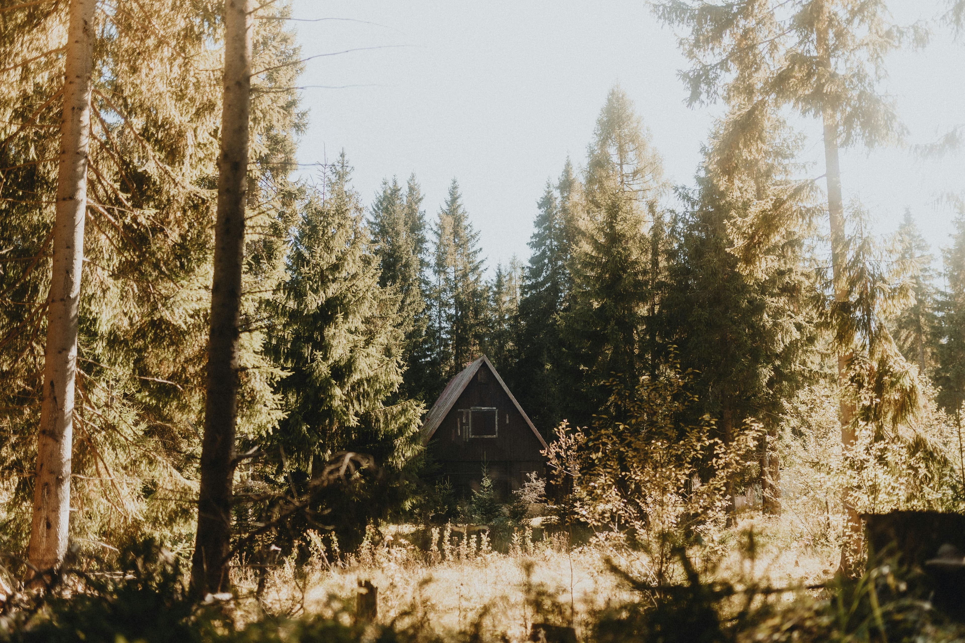 wood in fall season